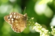 Speckled Wood