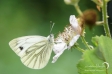 Green-veined White