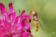 Hover-fly