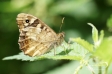 Speckled Wood