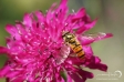 Hover-fly