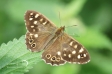 Speckled Wood