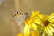 Small Copper