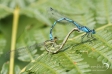 Common Blue Damselfly