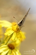 Small Copper