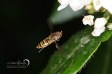 Hover-fly