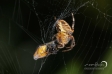 European garden spider