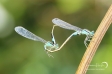 Blue-tailed Damselfly