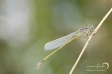 Common Blue Damselfly