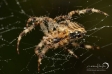 European garden spider