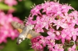Hummingbird hawk-moth