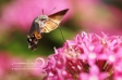 Hummingbird hawk-moth