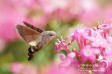 Hummingbird hawk-moth