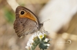 Meadow Brown