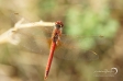 Red-veined darter