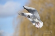 Black-headed Gull