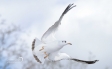 Black-headed Gull