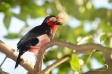 Bearded Barbet