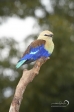 Blue-bellied Roller