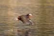 Mandarin Duck
