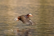 Mandarin Duck