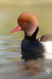 Red-Crested Pochard