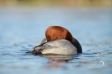 Pochard