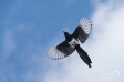 Magpie