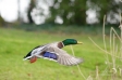 Mallard