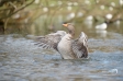 Greylag Goose