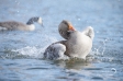 Greylag Goose