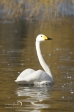 Whooper Swan