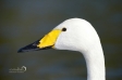 Whooper Swan