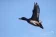 Tufted Duck