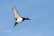 Tufted Duck