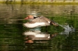 Red-Crested Pochard