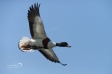 Shelduck