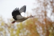 Egyptian Goose