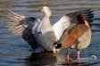 Egyptian Goose