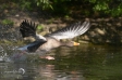 Greylag Goose