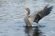 Greylag Goose