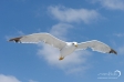 Herring Gull