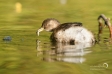 Little Grebe