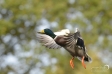 Mallard