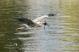 Grey Heron