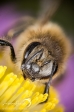 European Honey Bee