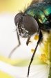 Common Green Bottle Fly