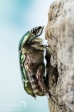 Rose Chafer