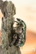 Rose Chafer