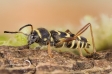 Wasp Beetle